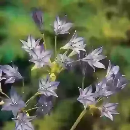 Triteleia